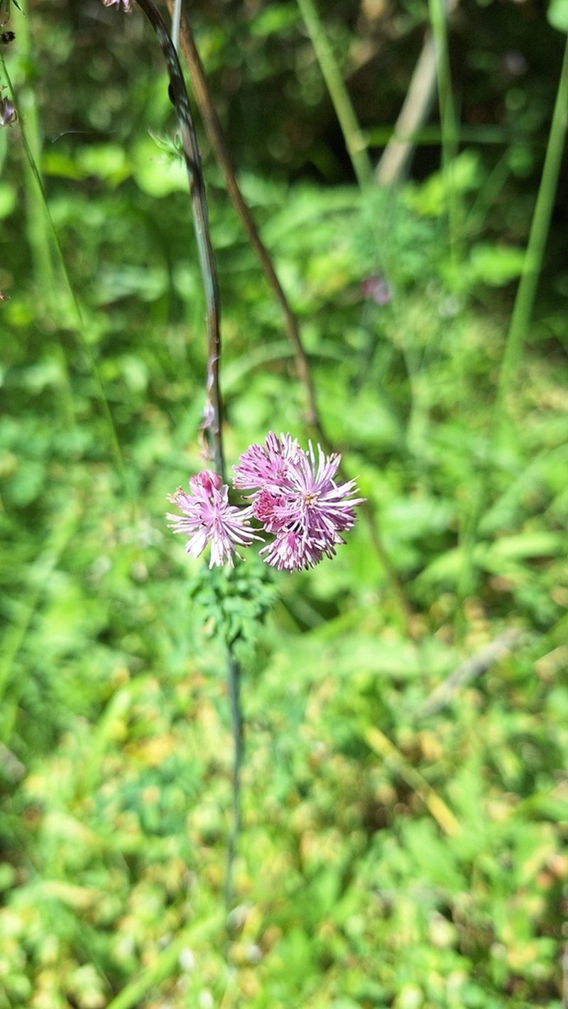 Thalictrum calabricum photo 3