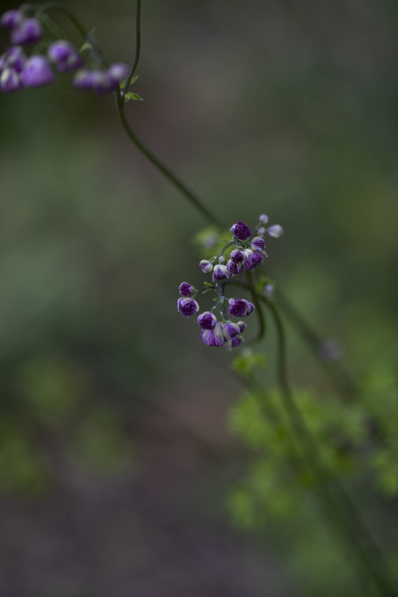 Thalictrum calabricum photo 4