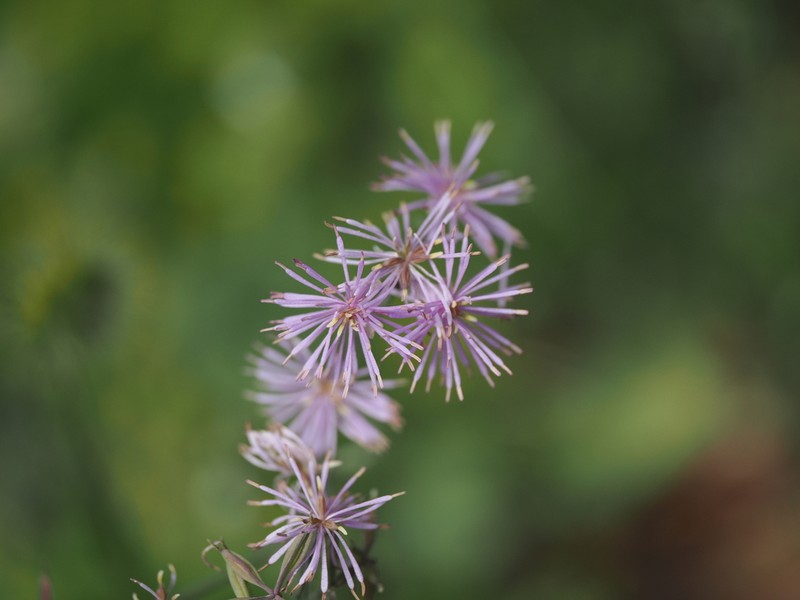Thalictrum calabricum photo 5