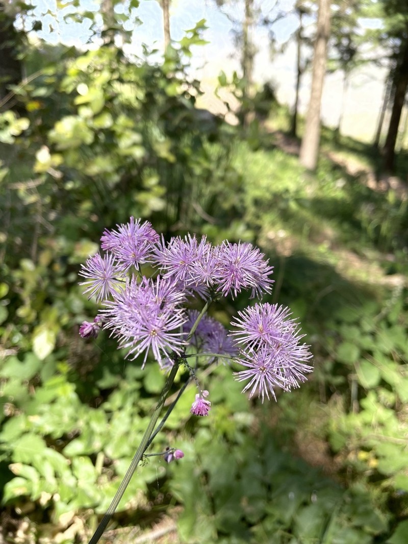 Thalictrum calabricum photo 6