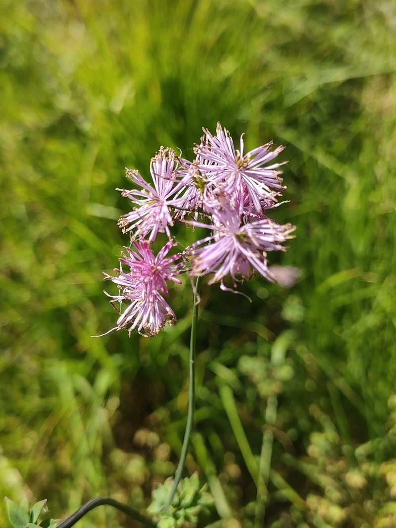 Thalictrum calabricum photo 7