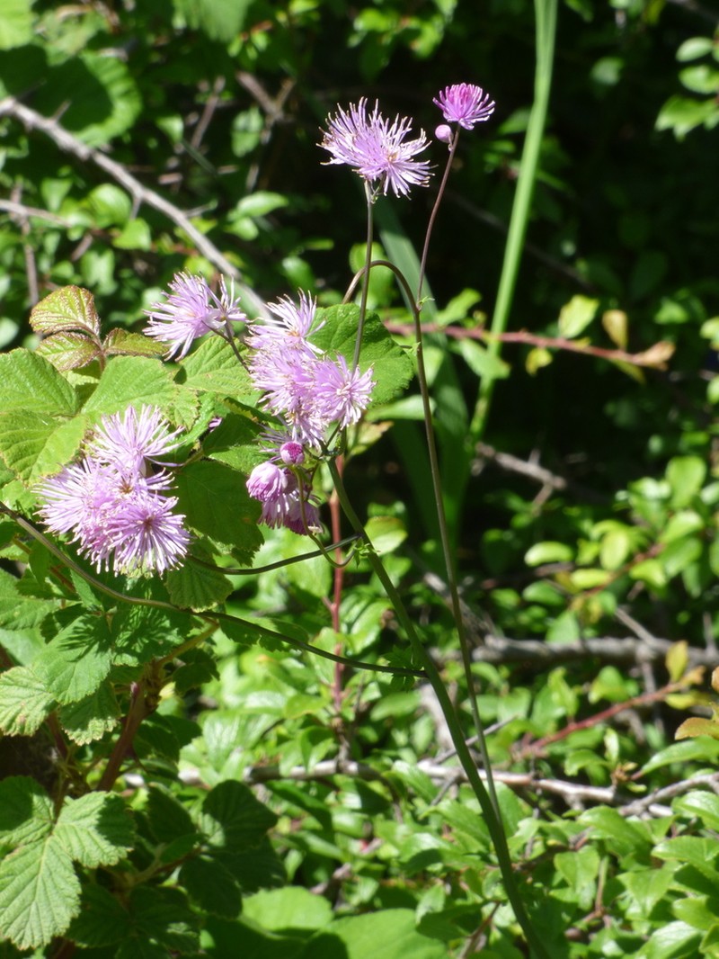 Thalictrum calabricum photo 8