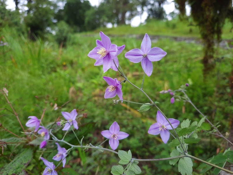 Thalictrum chelidonii photo 2