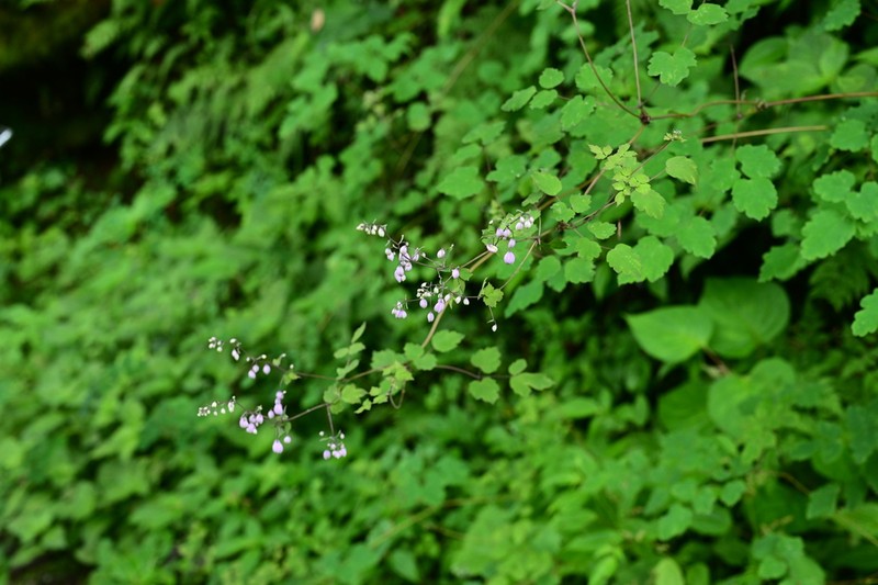 Thalictrum chelidonii photo 3