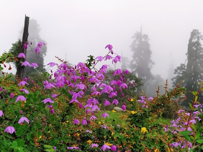 Thalictrum chelidonii photo 4
