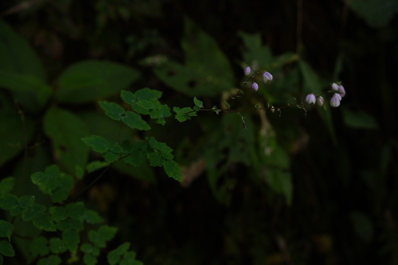 Thalictrum chelidonii photo 5