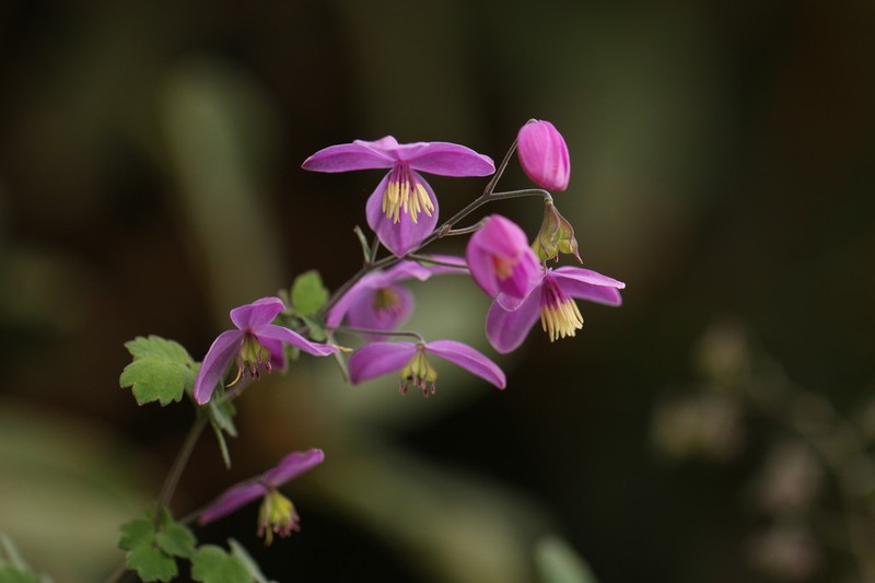 Thalictrum chelidonii photo 6