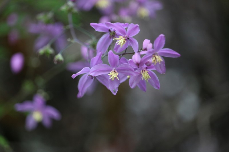 Thalictrum chelidonii photo 7