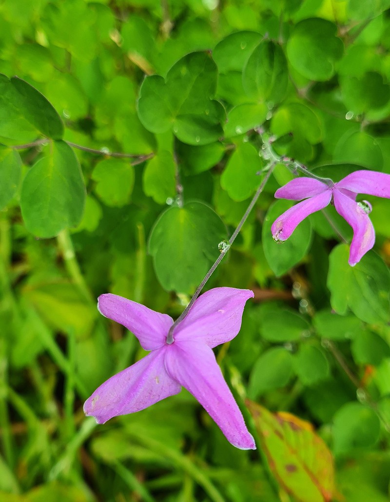 Thalictrum chelidonii photo 8