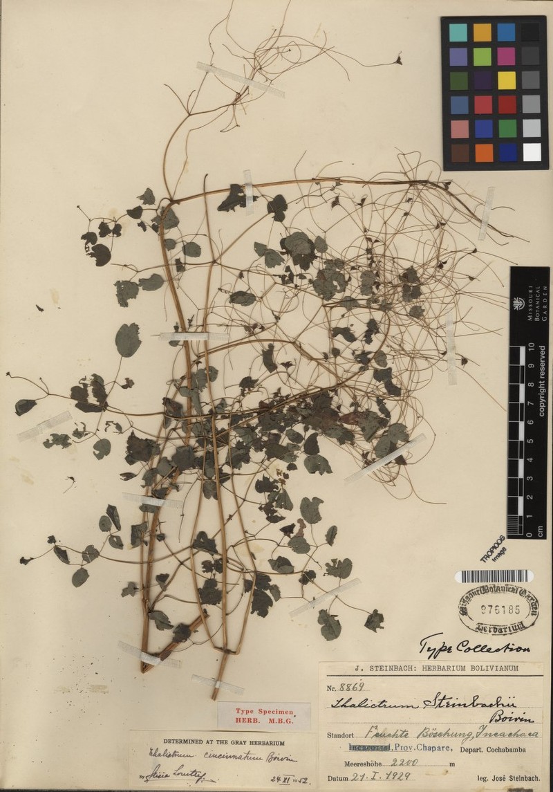 Thalictrum cincinnatum photo 2