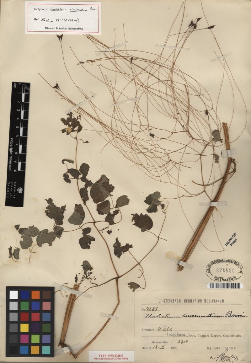 Thalictrum cincinnatum photo 3