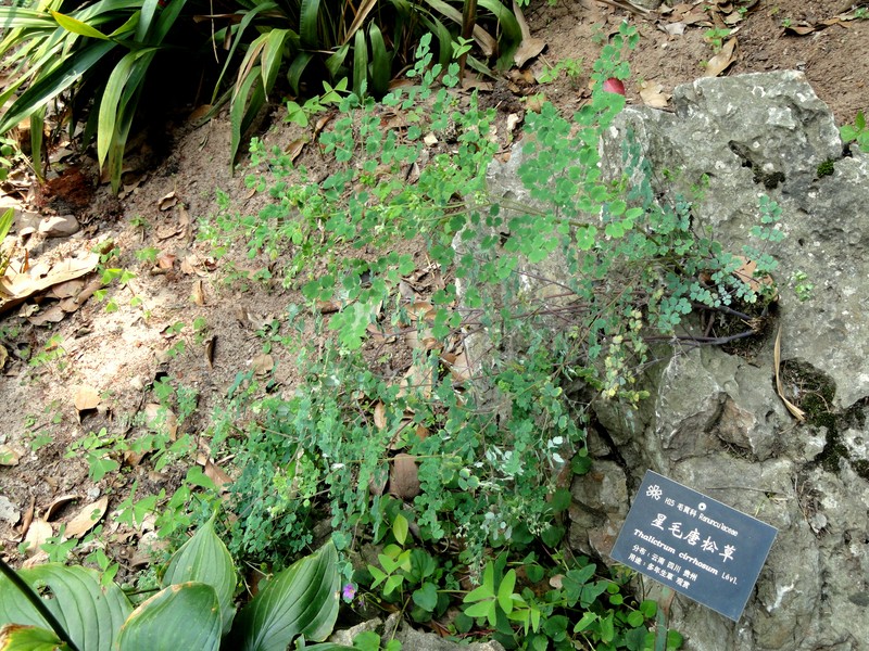 Thalictrum cirrhosum