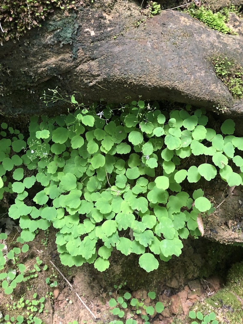 Mountain Meadow-Rue photo 5