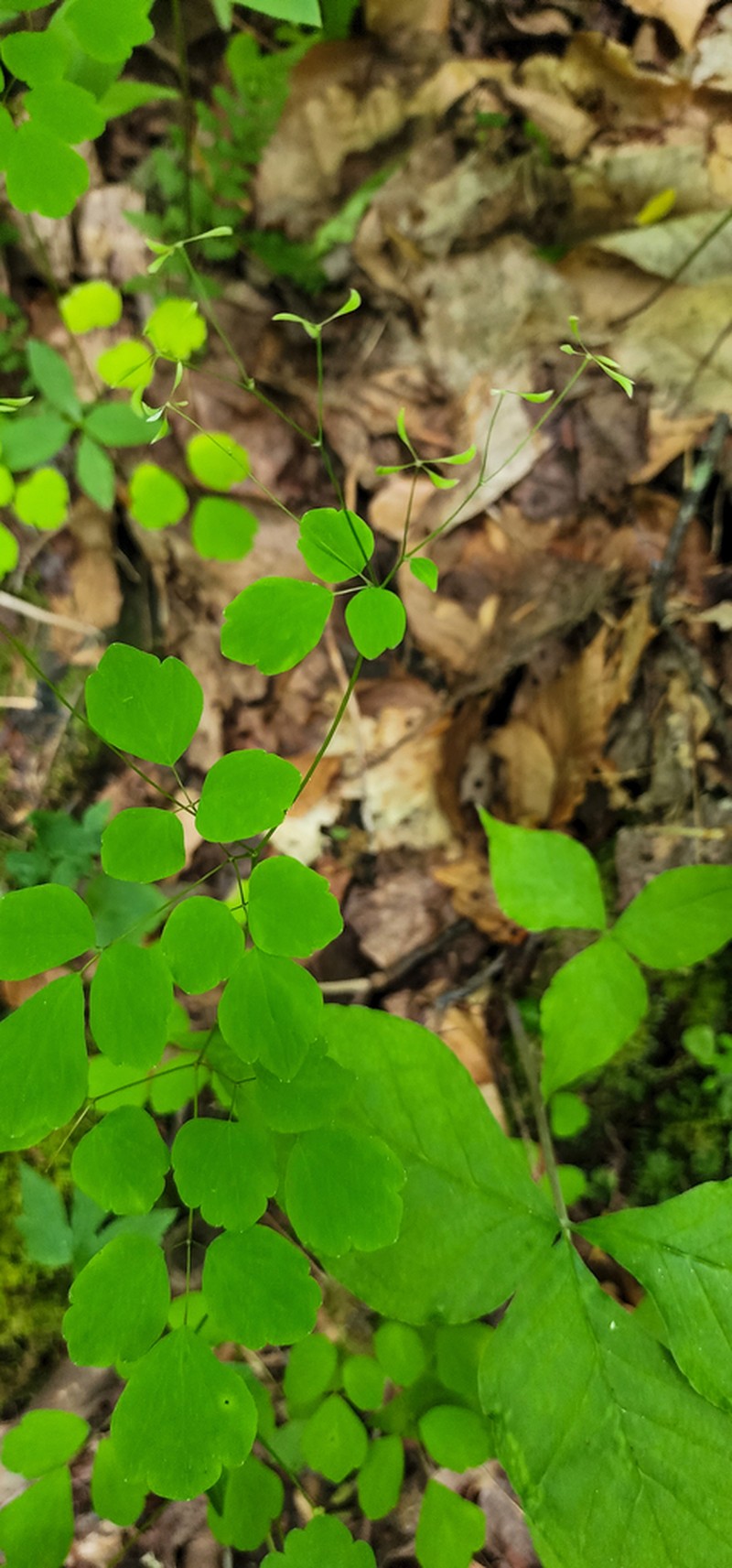 Mountain Meadow-Rue photo 6