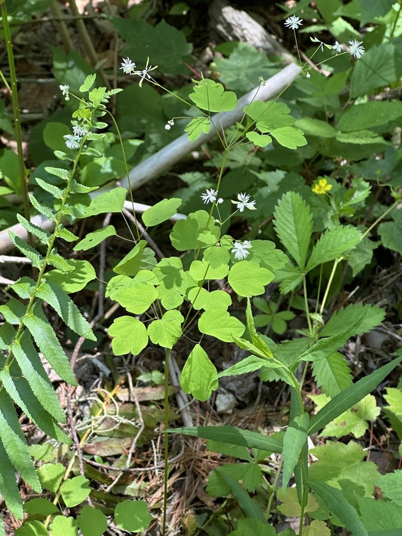 Mountain Meadow-Rue photo 7