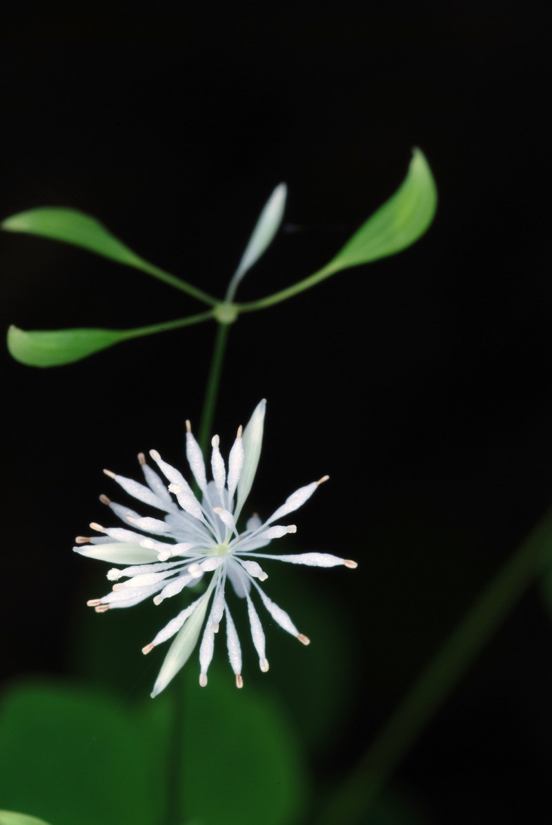Mountain Meadow-Rue photo 4