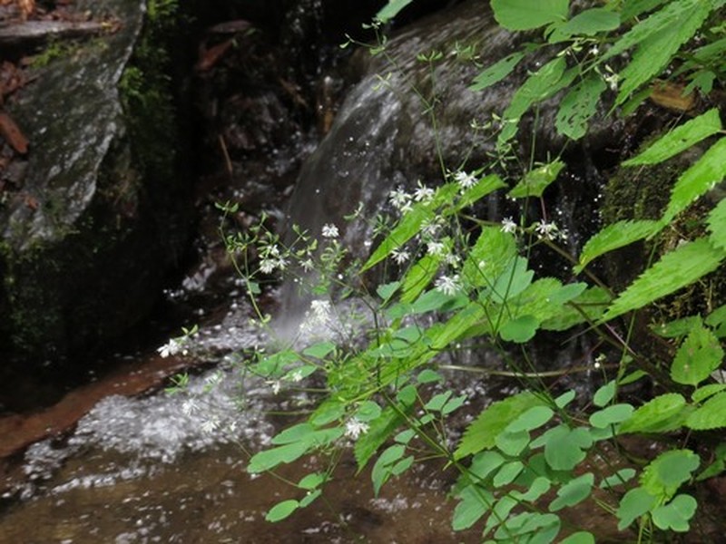Mountain Meadow-Rue photo 6
