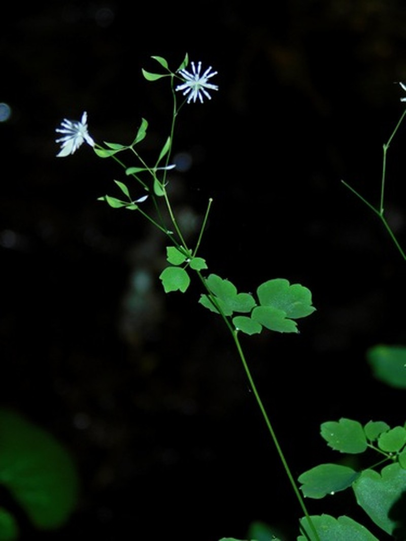 Mountain Meadow-Rue photo 7