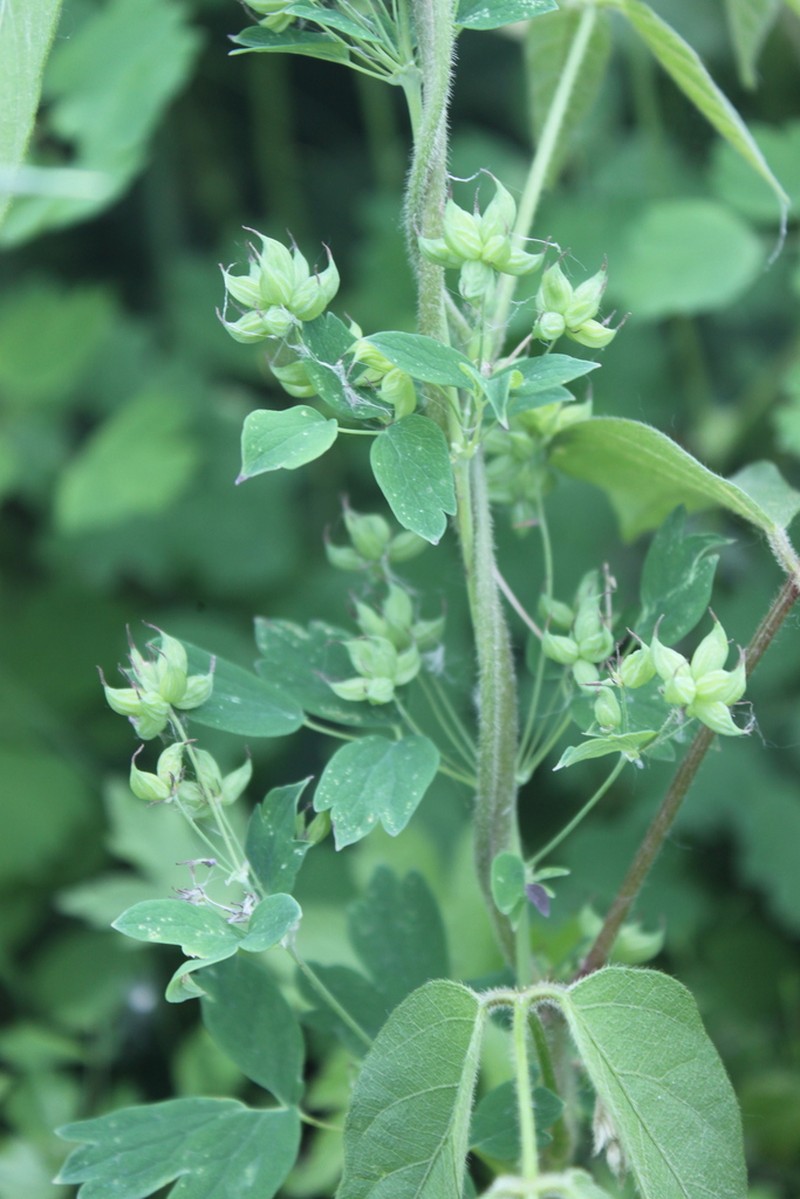 Thalictrum confine