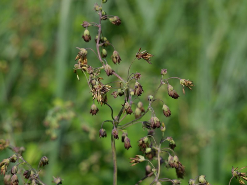 Thalictrum confine photo 2