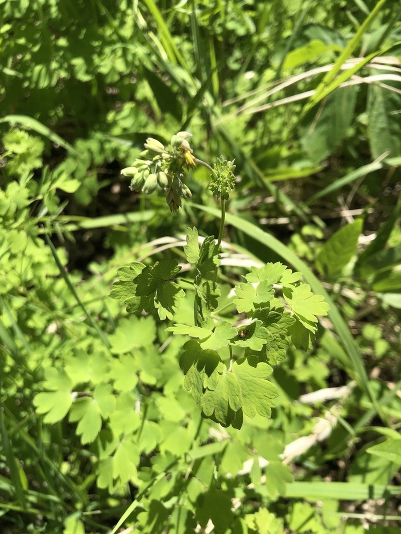 Thalictrum confine photo 3