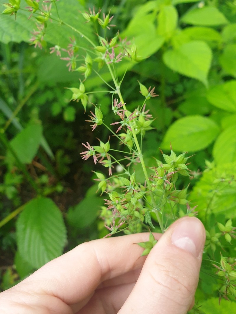 Thalictrum confine photo 4