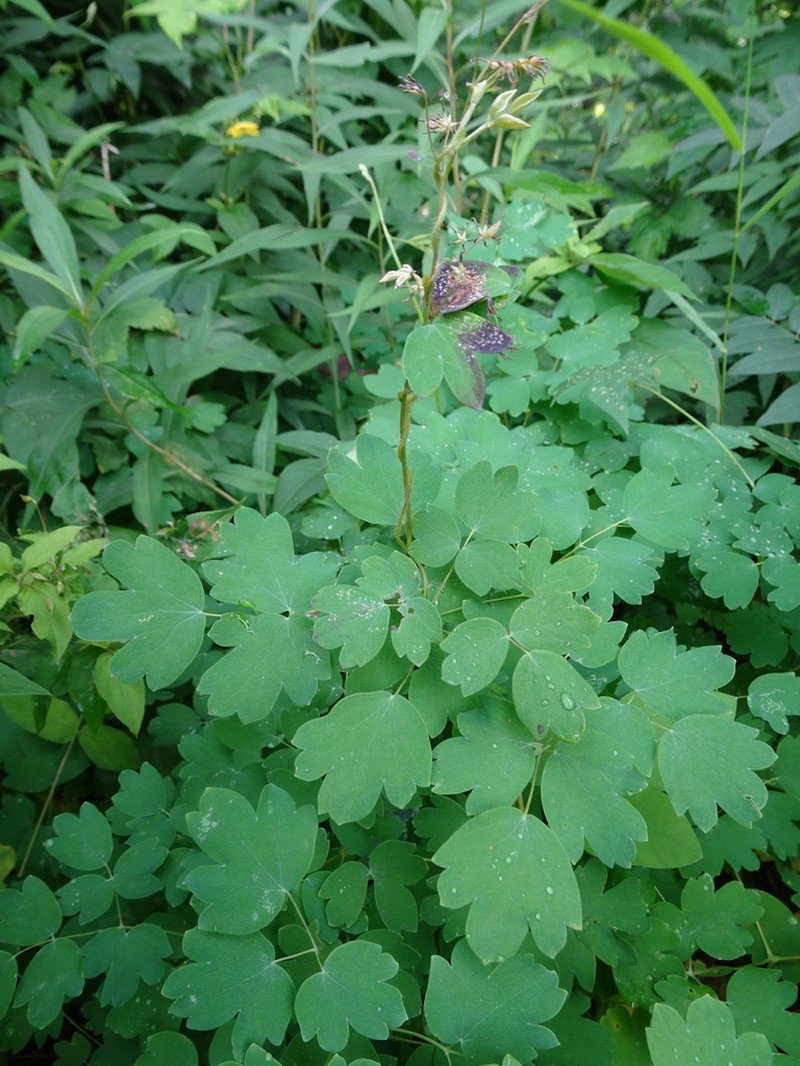 Thalictrum confine photo 5