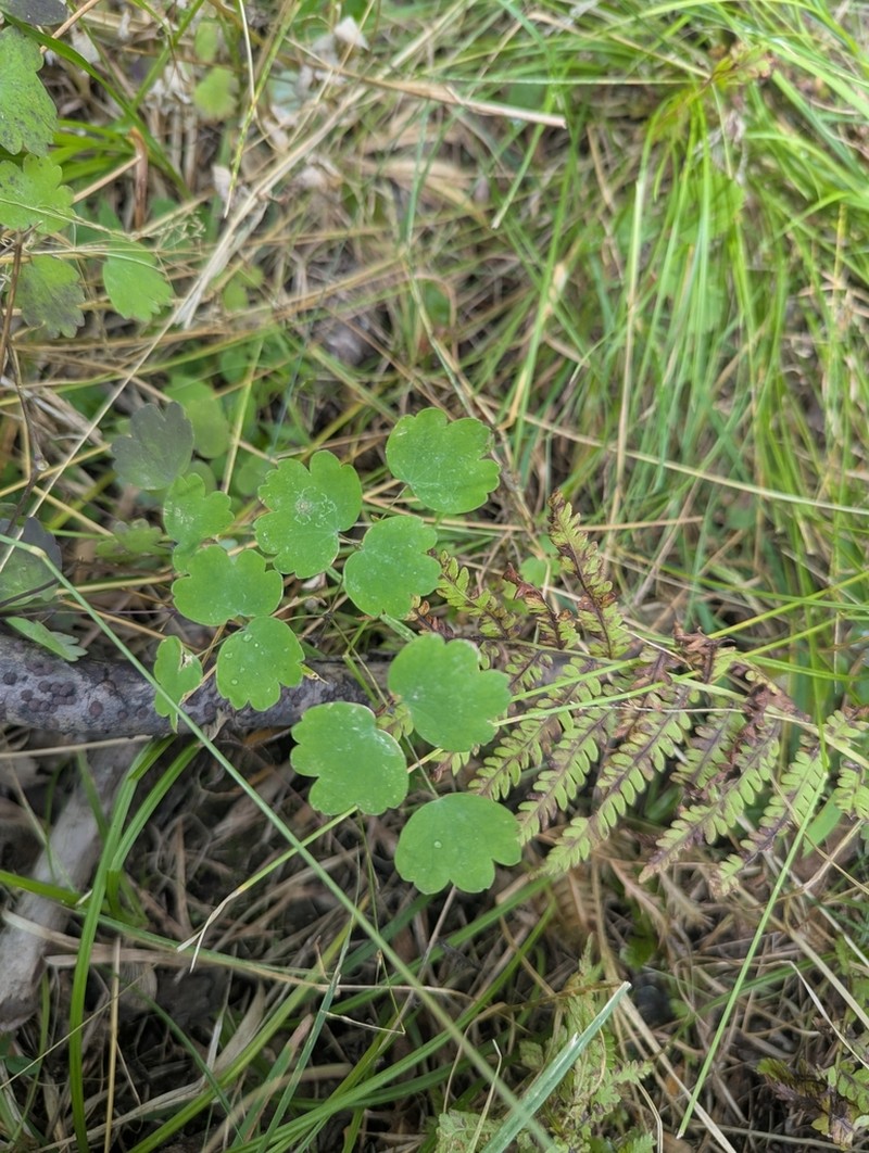 Thalictrum confine photo 6