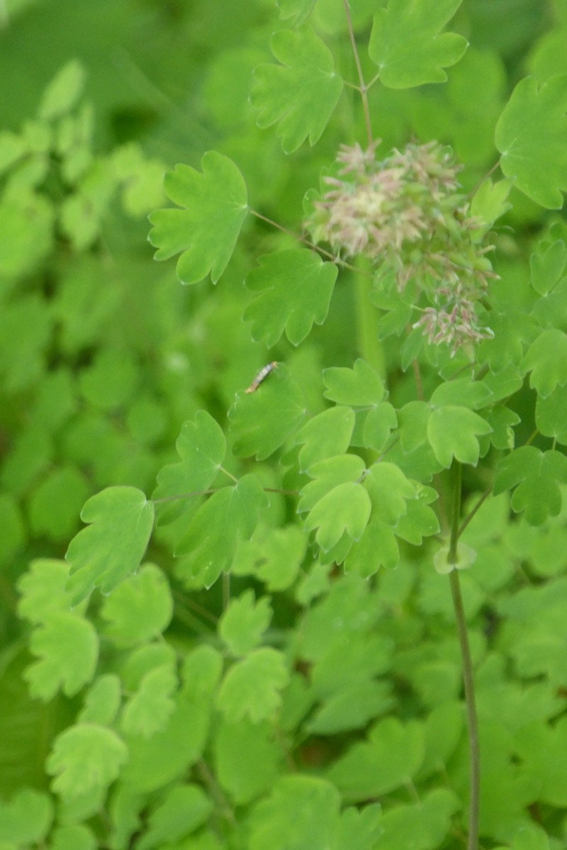 Thalictrum confine photo 7
