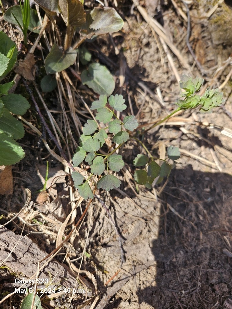 Thalictrum confine photo 8