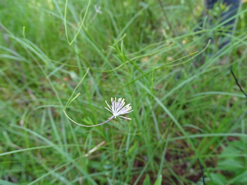 Cooley's Meadow-Rue photo 2