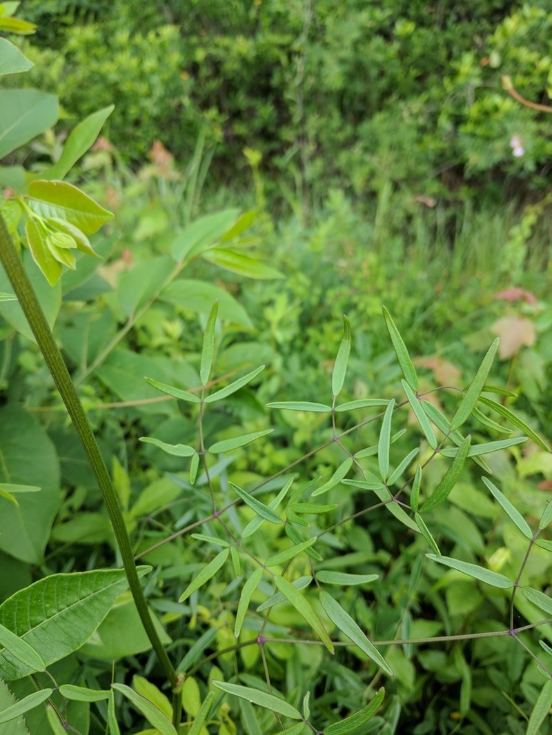 Cooley's Meadow-Rue photo 4