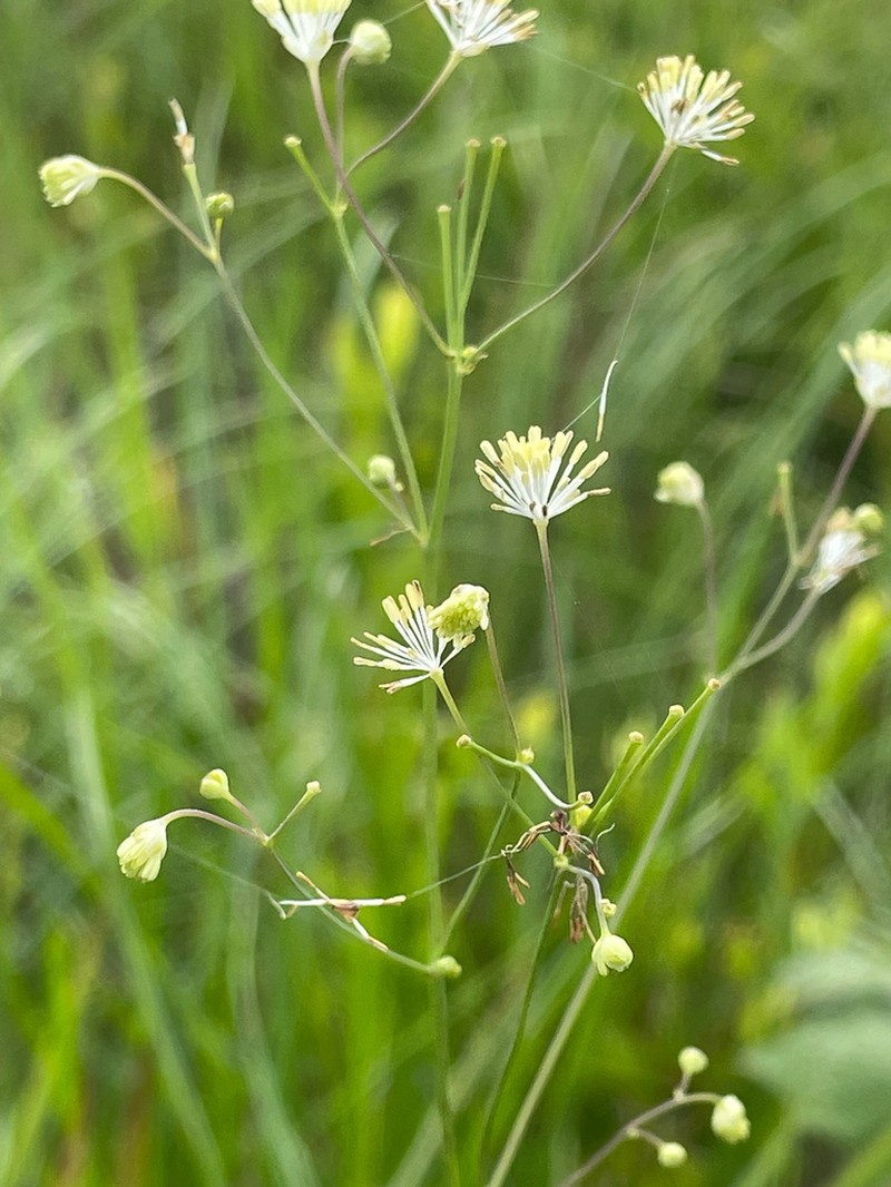 Cooley's Meadow-Rue photo 5