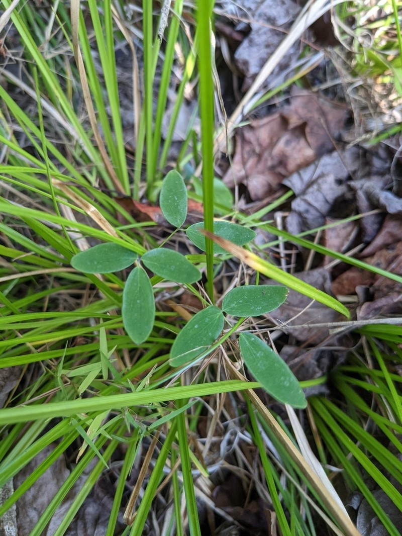 Cooley's Meadow-Rue photo 6