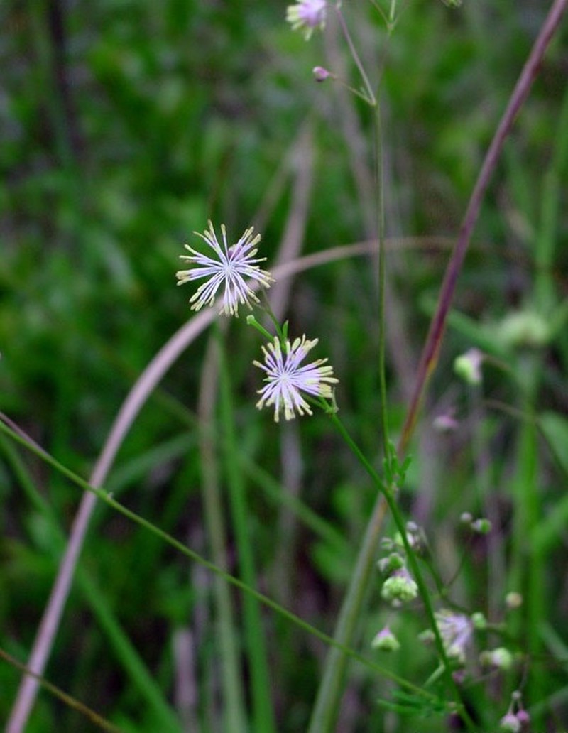 Cooley's Meadow-Rue