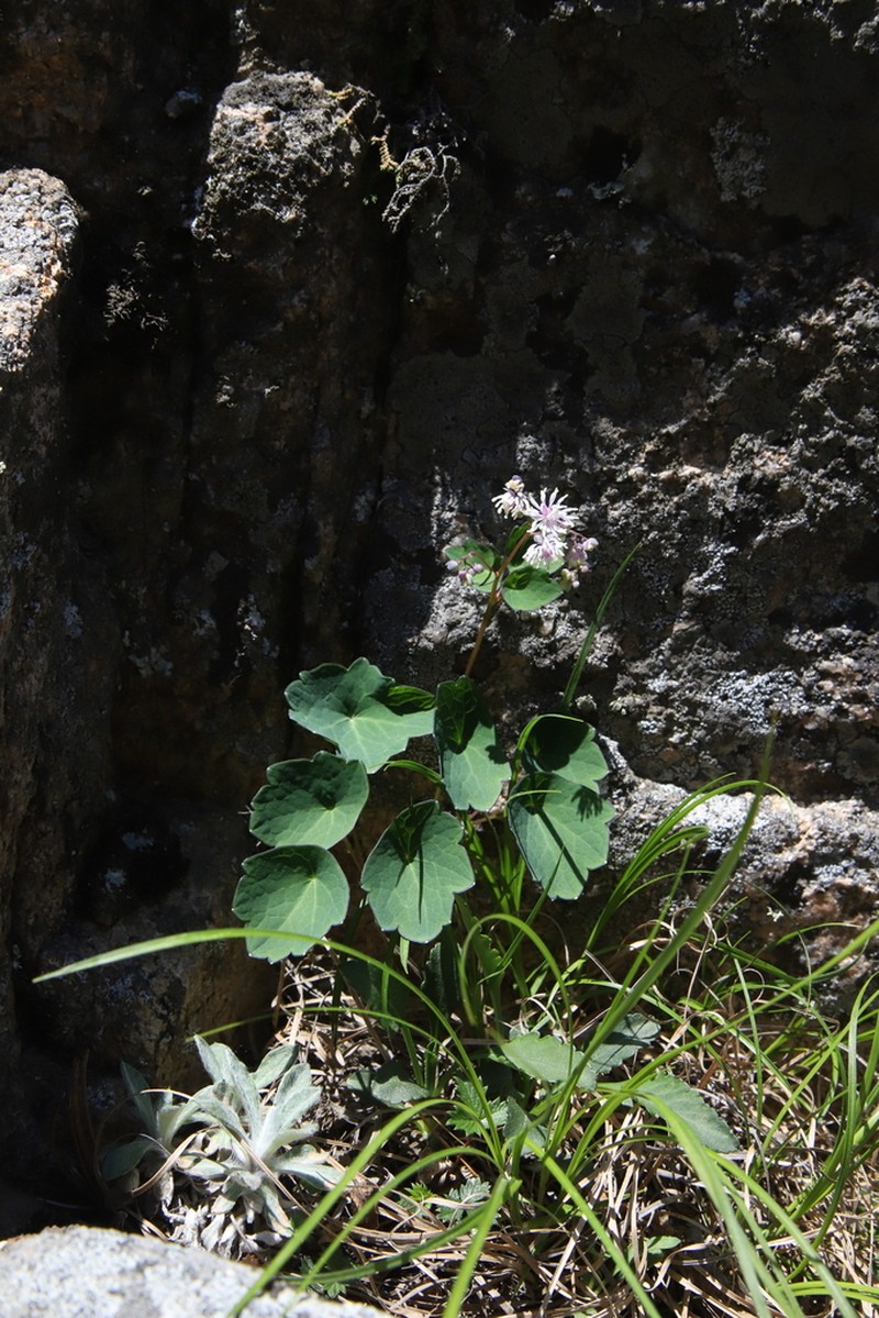 Thalictrum coreanum photo 2