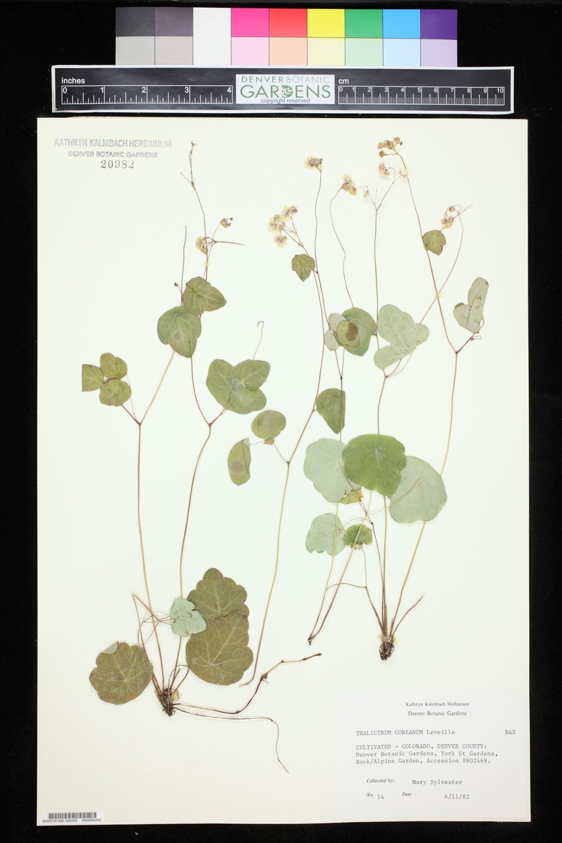 Thalictrum coreanum photo 3
