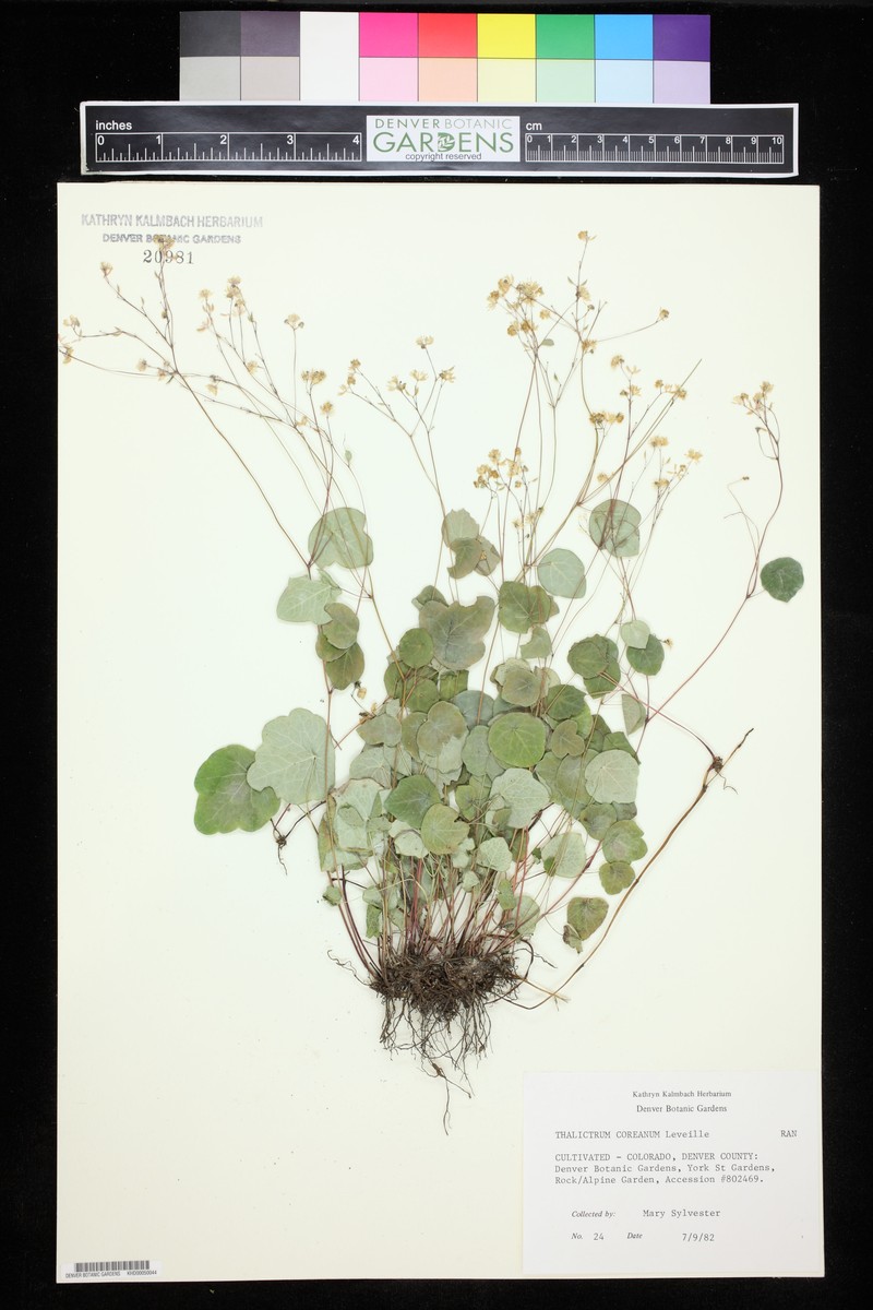 Thalictrum coreanum photo 4