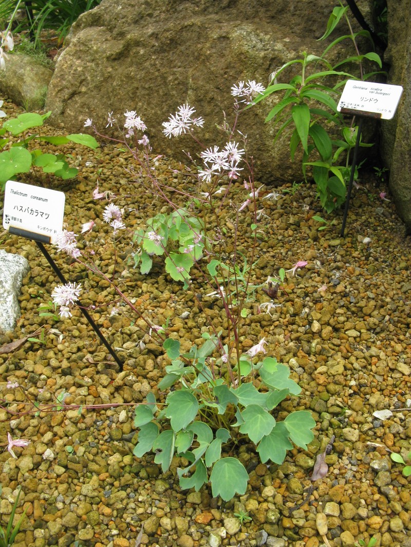Thalictrum coreanum