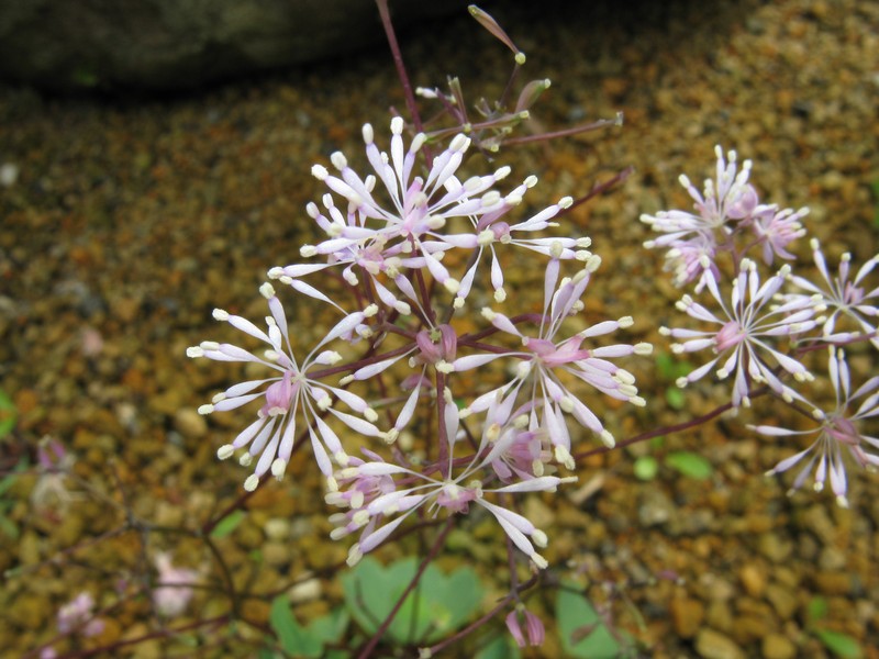 Thalictrum coreanum photo 5