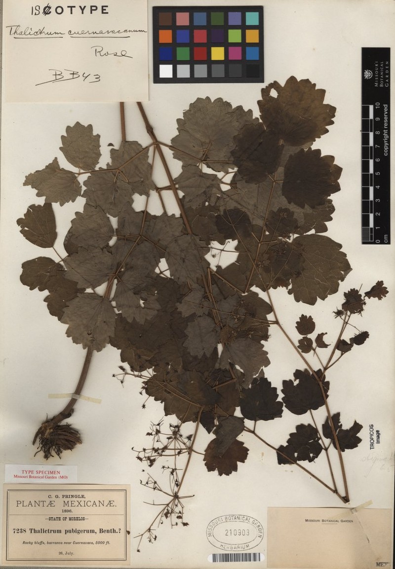 Thalictrum cuernavacanum