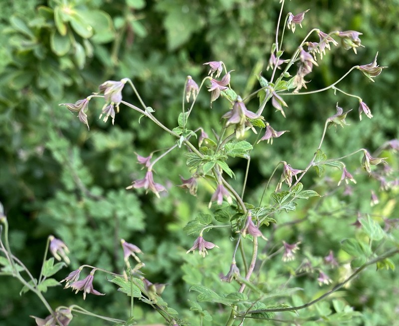 Thalictrum cultratum photo 2