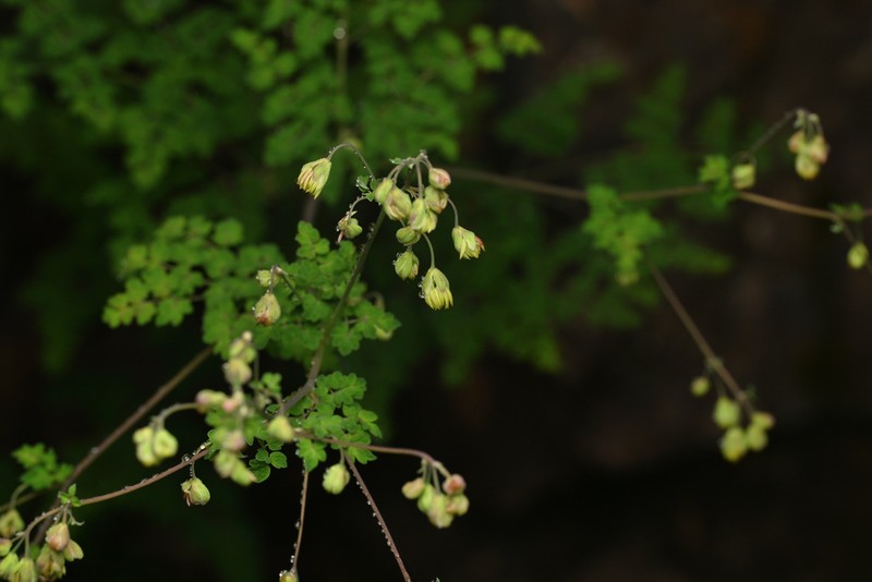 Thalictrum cultratum photo 3