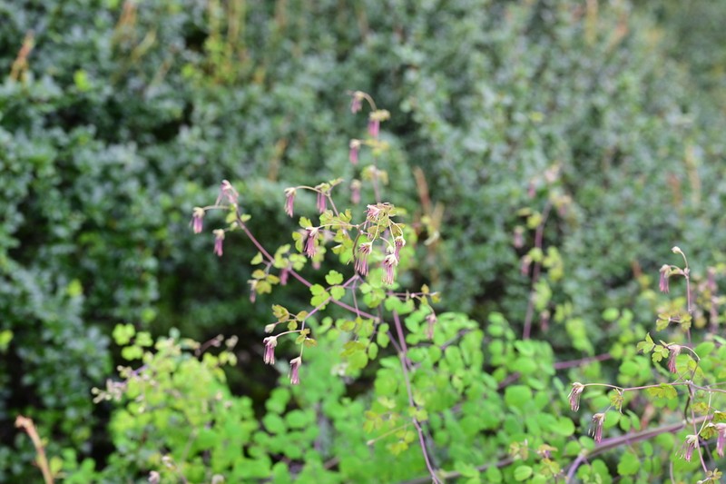Thalictrum cultratum photo 4