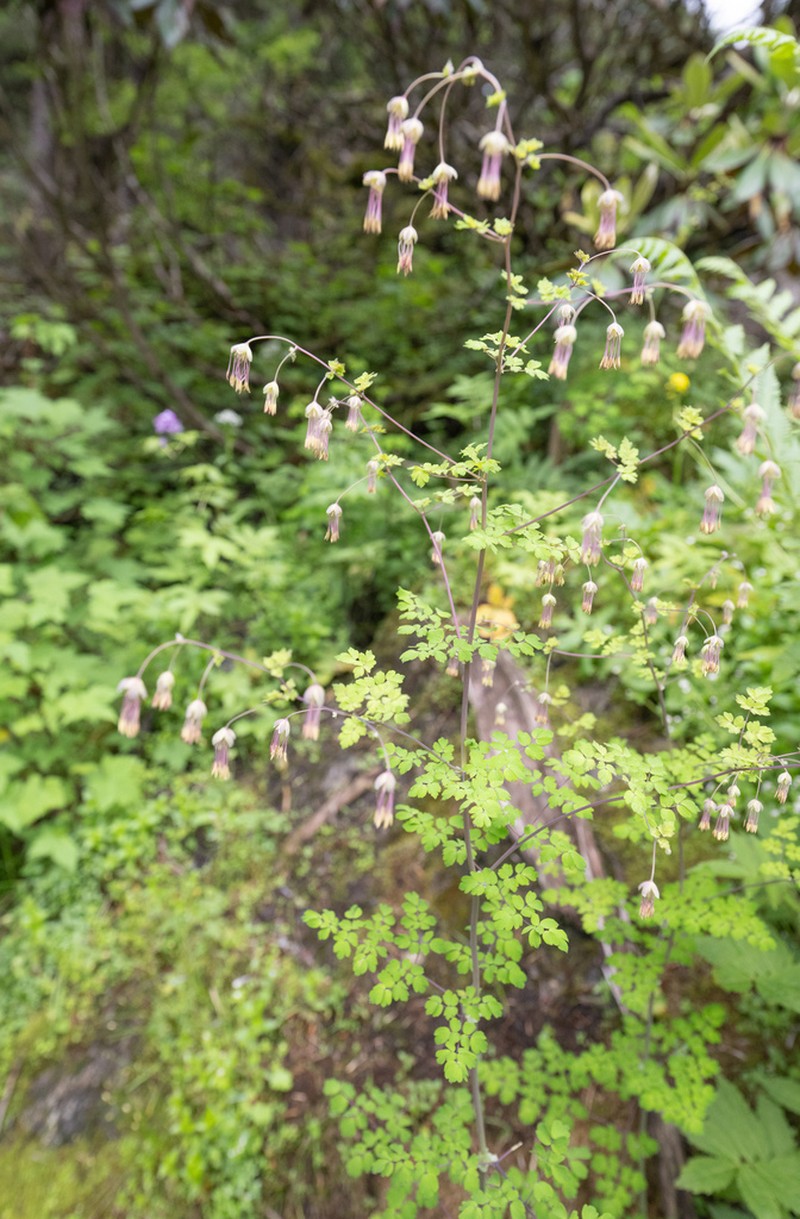 Thalictrum cultratum photo 5