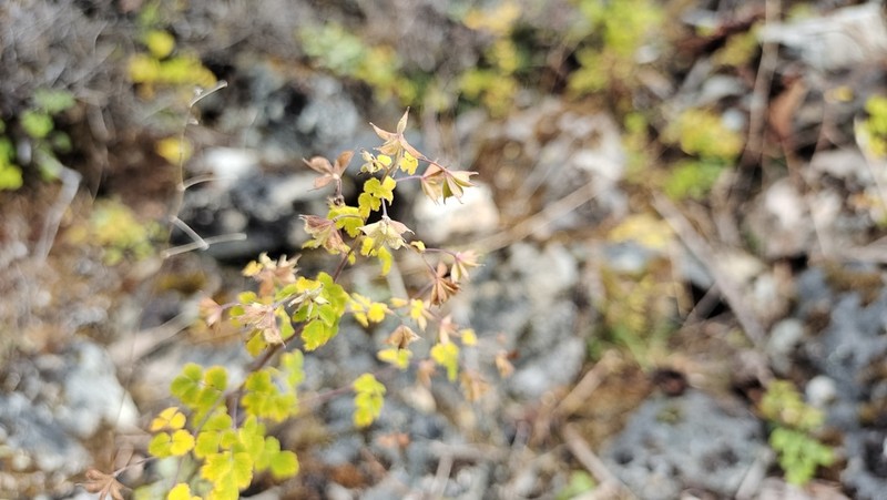 Thalictrum cultratum photo 6
