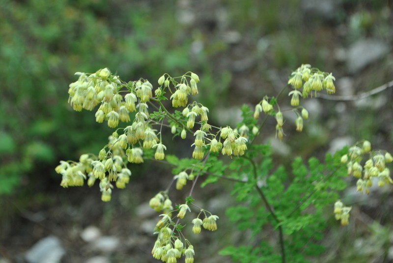Thalictrum cultratum photo 7