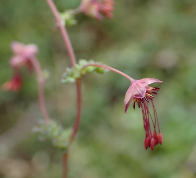 Thalictrum cultratum photo 8