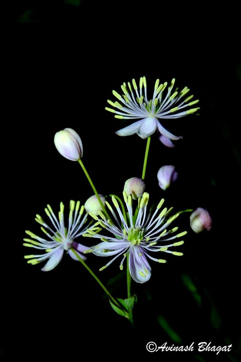 Thalictrum dalzellii photo 2