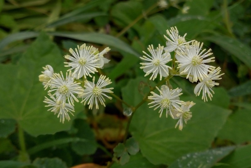 Thalictrum dalzellii photo 3